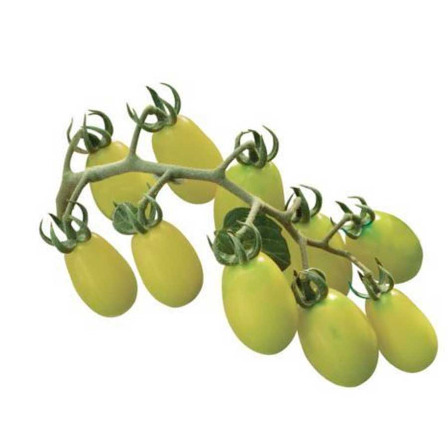 datterino verde